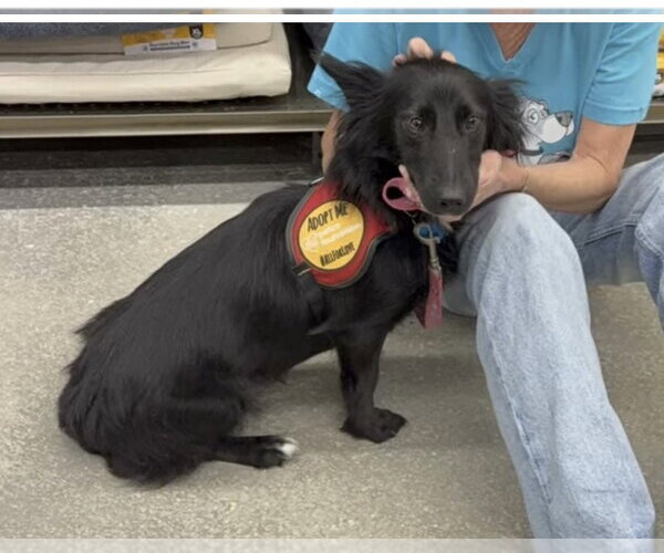 Medium Photo #1 Border Collie-Unknown Mix Puppy For Sale in Royal Palm Beach, FL, USA