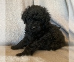 Small Photo #6 Labradoodle Puppy For Sale in CISCO, TX, USA
