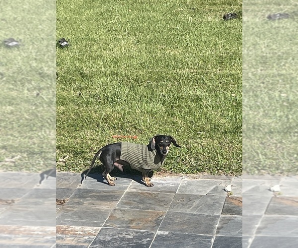 Medium Photo #1 Dachshund Puppy For Sale in WEST ORANGE, TX, USA