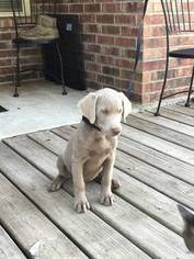 Labrador Retriever Puppy for sale in SAN MARCOS, TX, USA