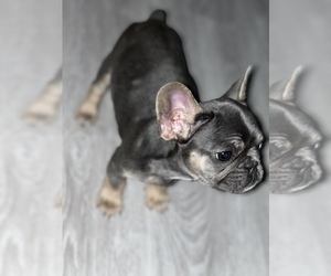 French Bulldog Puppy for Sale in RED OAK, Texas USA