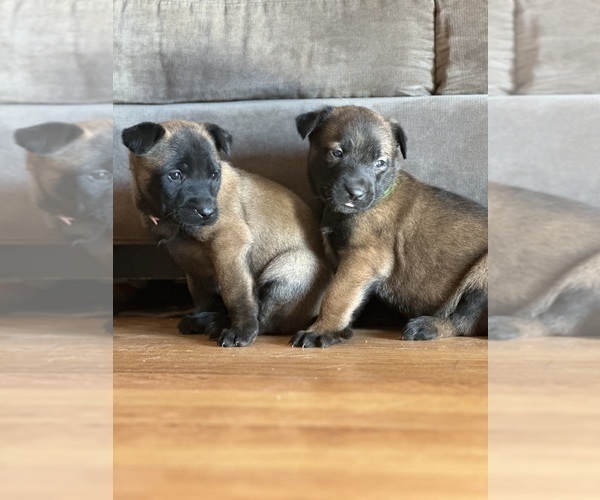 Medium Photo #4 Belgian Malinois Puppy For Sale in CARROLLTON, GA, USA