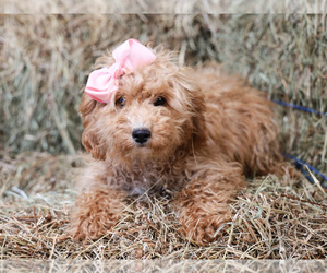 Cavapoo Puppy for sale in LIBERTY, KY, USA