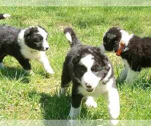 Border Collie Puppy for sale in ELLSWORTH, ME, USA