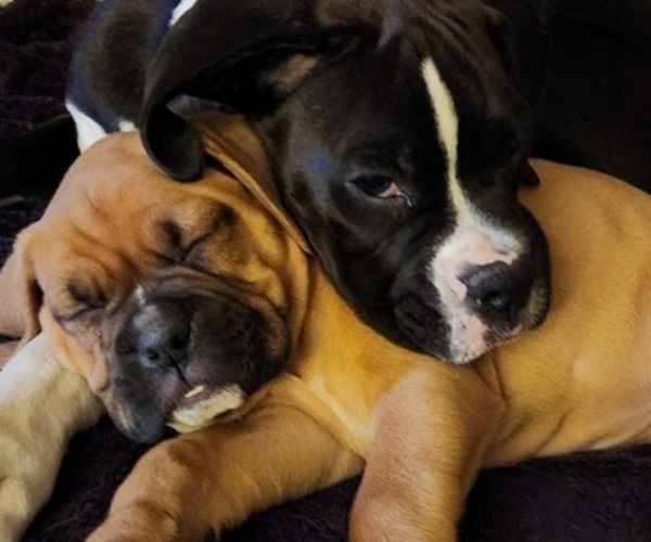 Medium Photo #8 Boxer Puppy For Sale in EAST LONGMEADOW, MA, USA