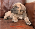 Small #3 Cane Corso
