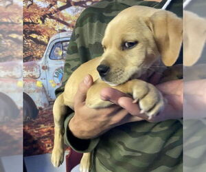 American Pit Bull Terrier Dogs for adoption in San Bernardino, CA, USA