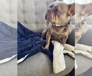 Mother of the French Bulldog puppies born on 08/19/2025