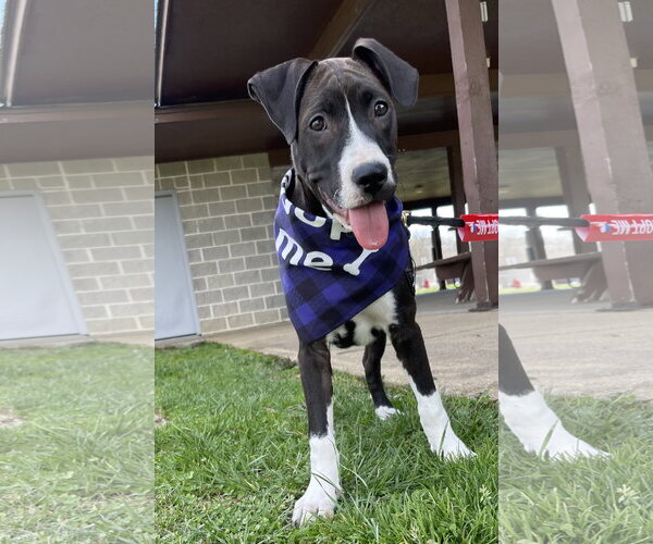 Medium Photo #8 American Pit Bull Terrier-Unknown Mix Puppy For Sale in Hillsboro, MO, USA