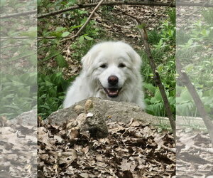 HARRIET- no fee (sponsored) - Female Great Pyrenees Dog for Adoption - Photo #6