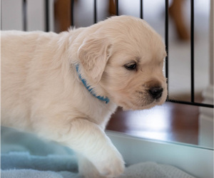 English Cream Golden Retriever Puppy for sale in SAN CLEMENTE, CA, USA