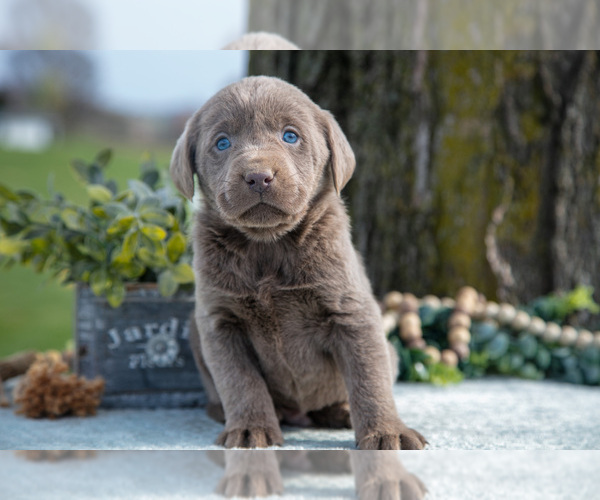 Medium Photo #3 Labrador Retriever Puppy For Sale in HOLMESVILLE, OH, USA