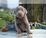 Small #2 Labrador Retriever