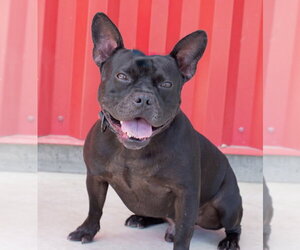 French Bulldog-Unknown Mix Dogs for adoption in Tracy, CA, USA