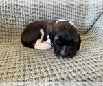Small #2 Saint Berdoodle