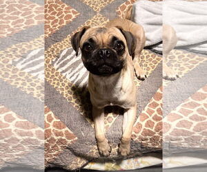 Pug Dogs for adoption in Dumont, NJ, USA