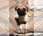 Small Pug