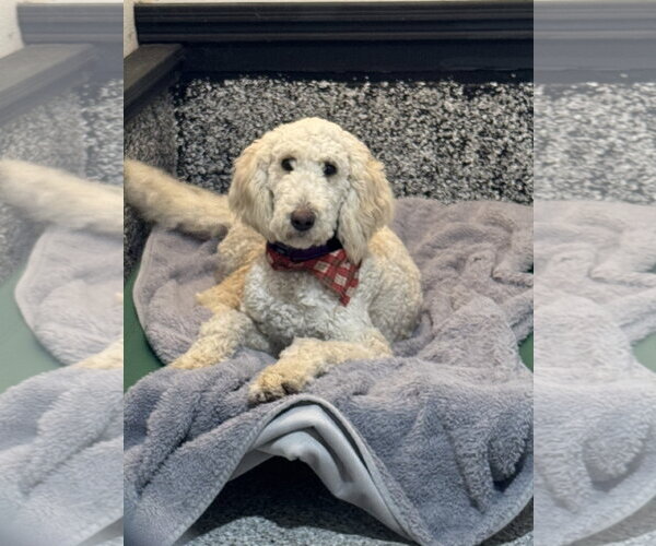 Medium Photo #1 Poodle (Standard) Puppy For Sale in Leavenworth, KS, USA