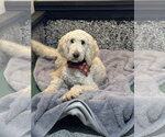Mac - Male Poodle (Standard) Dog for Adoption - Small photo