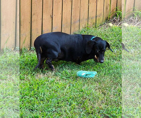 Medium Photo #3 Dachshund Puppy For Sale in Shelbyville, TN, USA