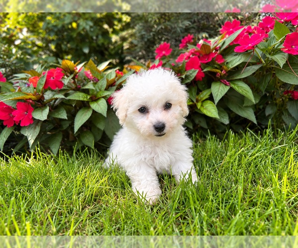 Medium Photo #3 Bichon Frise Puppy For Sale in LEMONT, IL, USA