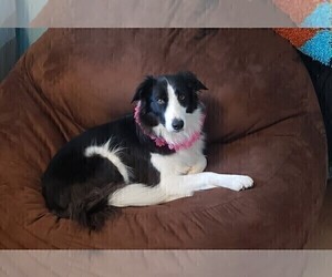 Mother of the Border Collie puppies born on 09/14/2019