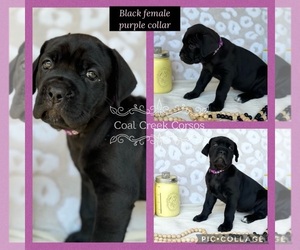 Cane Corso Puppy for sale in MCALESTER, OK, USA