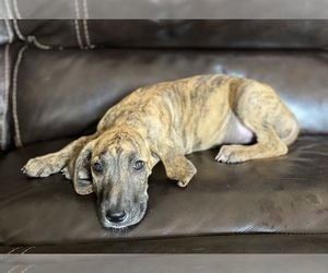 Great Dane Puppy for sale in CLOVER, SC, USA
