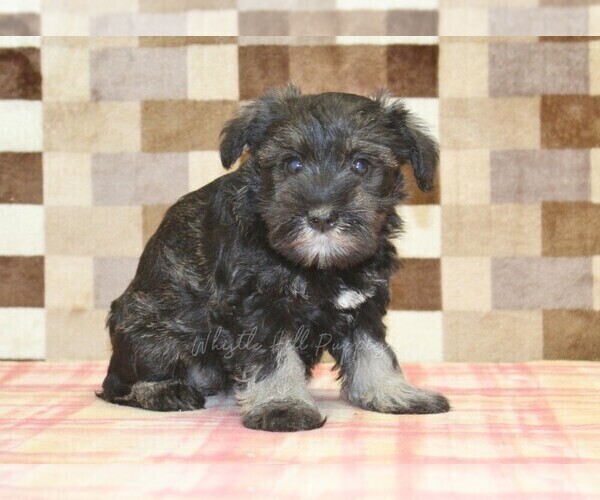 Medium Photo #2 Schnauzer (Miniature) Puppy For Sale in DENVER, PA, USA