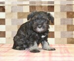 Small #1 Schnauzer (Miniature)
