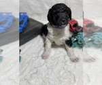 Small Photo #11 Poodle (Standard) Puppy For Sale in BROOMFIELD, CO, USA
