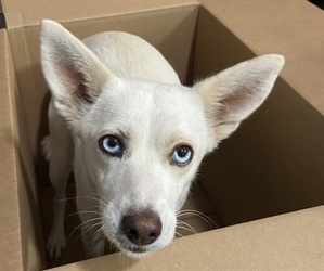 Mother of the Alaskan Husky-Australian Shepherd Mix puppies born on 06/10/2025