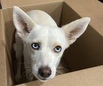 Small Photo #1 Alaskan Husky-Australian Shepherd Mix Puppy For Sale in BAKERSFIELD, CA, USA