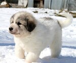 Small #7 Great Pyrenees