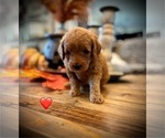 Small #3 Goldendoodle (Miniature)