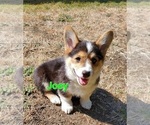 Small Photo #17 Pembroke Welsh Corgi Puppy For Sale in GRAHAM, WA, USA