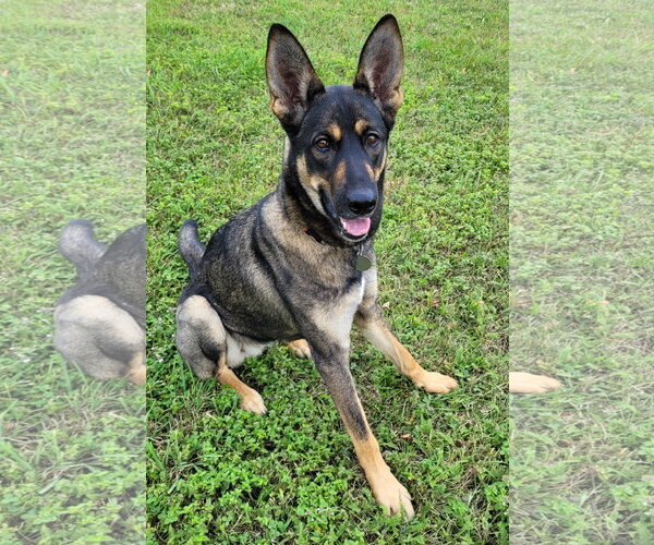 Medium Photo #1 German Shepherd Dog Puppy For Sale in Centreville, VA, USA