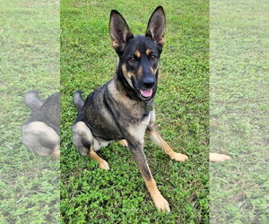 German Shepherd Dog Dogs for adoption in Centreville, VA, USA