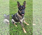 Small German Shepherd Dog