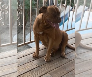 Mother of the Dogue de Bordeaux puppies born on 10/14/2020