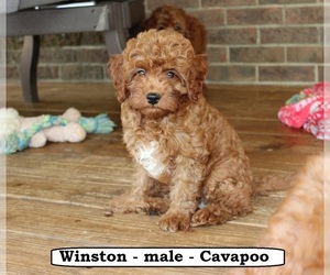Cavapoo Puppy for sale in CLARKRANGE, TN, USA