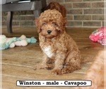 Image preview for Ad Listing. Nickname: Winston