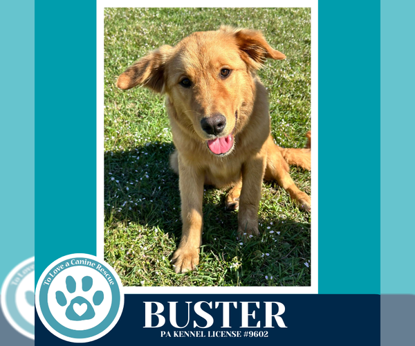 Medium Photo #2 Golden Retriever-Unknown Mix Puppy For Sale in Kimberton, PA, USA