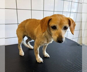 Chihuahua Dogs for adoption in Downey, CA, USA