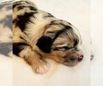 Small Photo #1 Australian Shepherd Puppy For Sale in ERDA, UT, USA