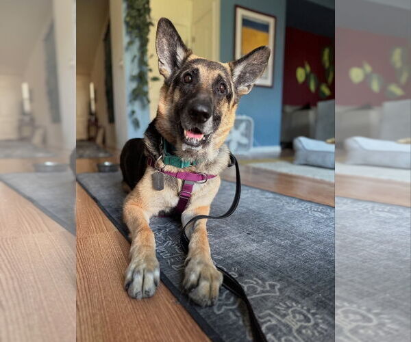 Medium Photo #5 German Shepherd Dog-Unknown Mix Puppy For Sale in Woodland, CA, USA