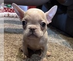 Small #1 French Bulldog