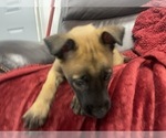 Small Photo #97 Belgian Malinois Puppy For Sale in REESEVILLE, WI, USA