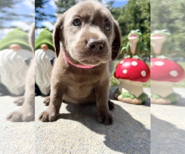 Medium Photo #8 Labrador Retriever Puppy For Sale in NEOLA, WV, USA