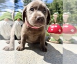 Small Photo #8 Labrador Retriever Puppy For Sale in NEOLA, WV, USA